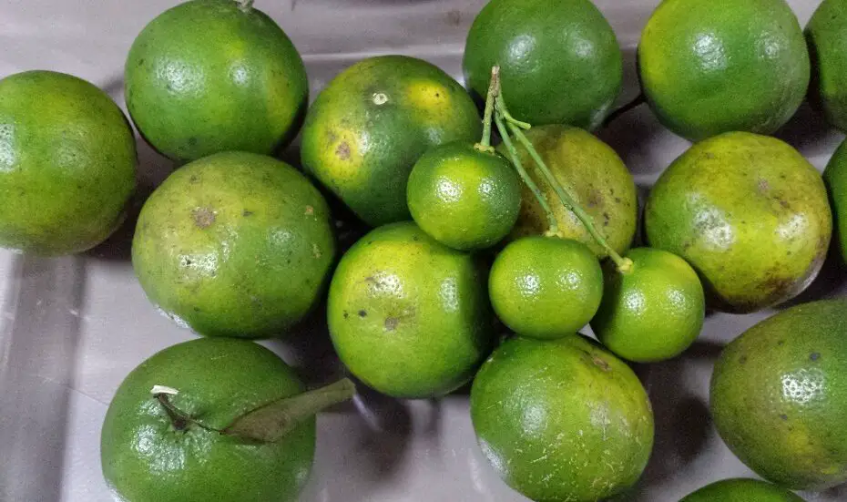 A Filipino Twist on Citrus: Creative Ways to Use Dalandan