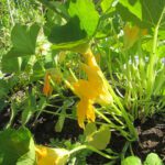 Kalabasa Blossoms: Edible Gems in Philippine Cuisine