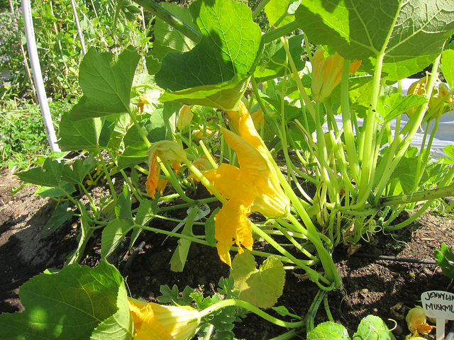 Kalabasa Blossoms: Edible Gems in Philippine Cuisine