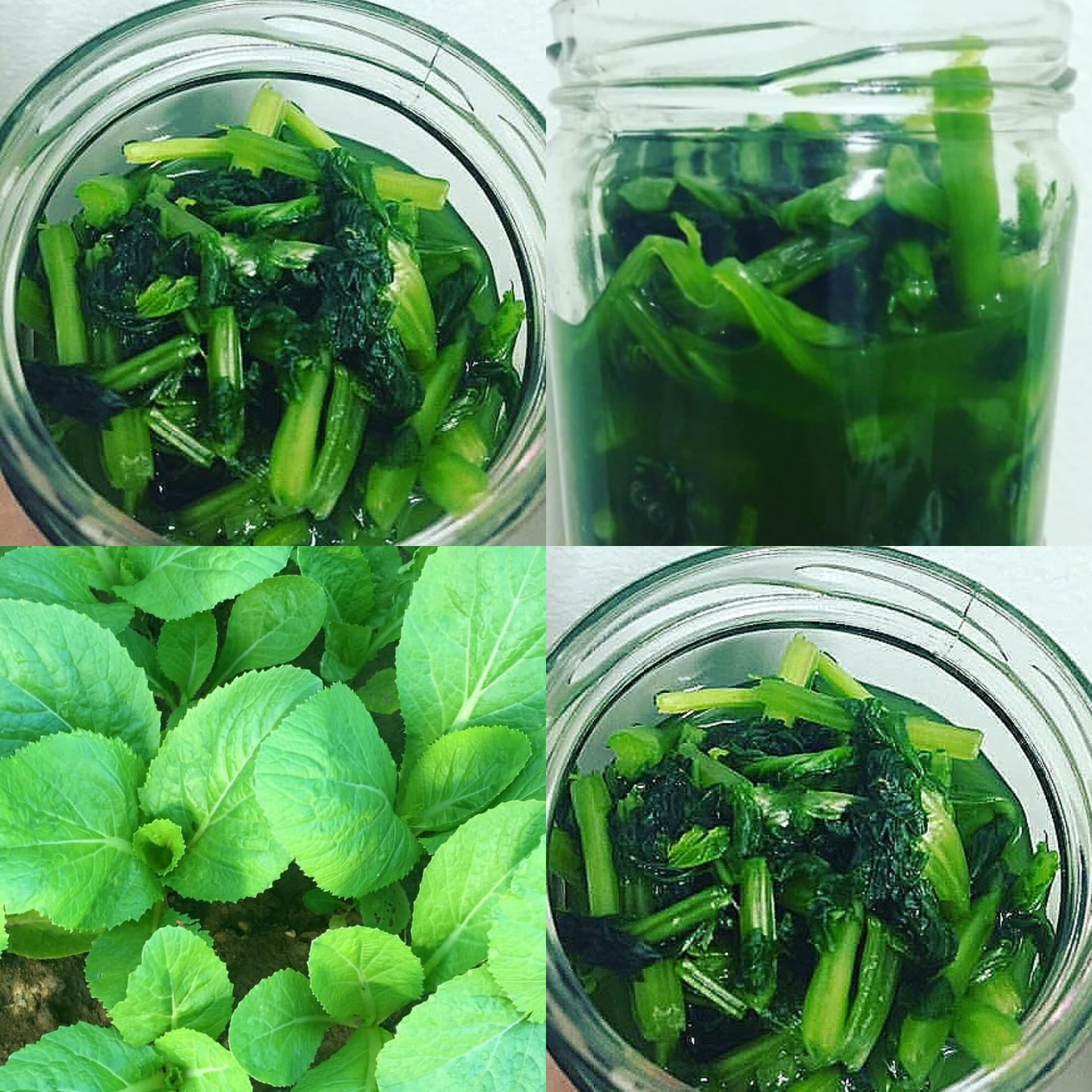 What Are the Key Ingredients for Making Flavorful Burong Mustasa?