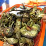 What Makes Wasay-Wasay (Spiny Oyster) a Unique Delicacy in the Philippines?