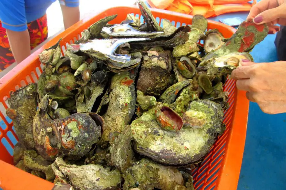 What Makes Wasay-Wasay (Spiny Oyster) a Unique Delicacy in the Philippines?