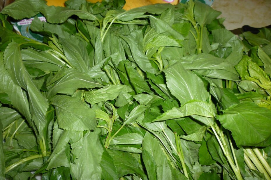 What Are Saluyot Leaves Uses in Filipino Cuisine?