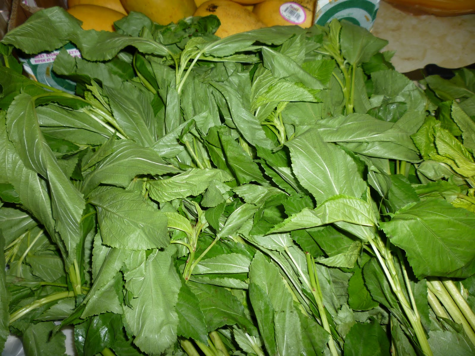 What Are Saluyot Leaves Uses in Filipino Cuisine?