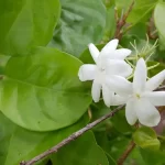 Sampaguita-Infused Beverages: A Taste of Philippine Tradition