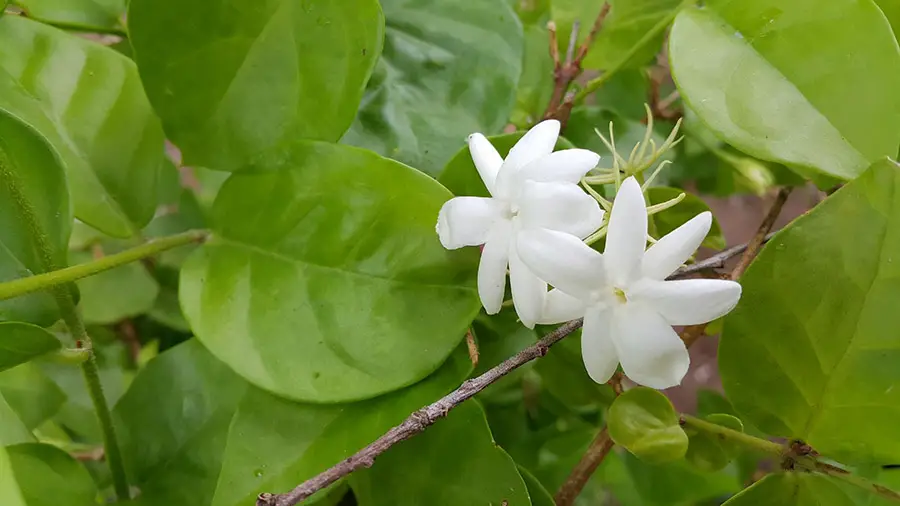 Sampaguita-Infused Beverages: A Taste of Philippine Tradition