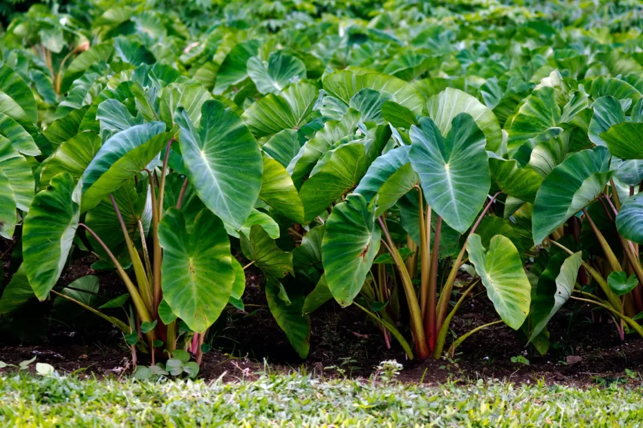 7 Tips for Using Taro Leaves in Filipino Soups