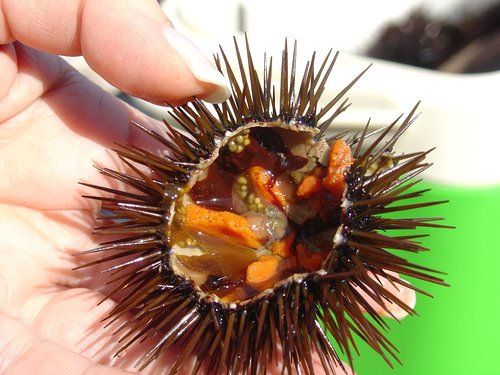 Sea Urchin in the Philippines: Raw Delicacy or Not?