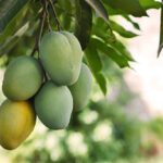 Sweet, Sour, and Everything in Between: Ultimate Guide to Using Mangga