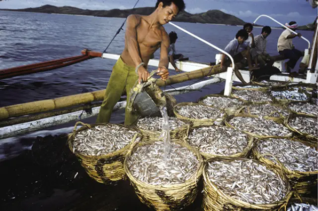 What Are Some Sustainable Fishing Practices Followed in the Philippines and How Do They Impact the Seafood Industry?