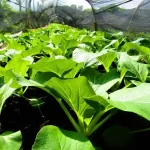 What Makes Organic Pechay a Must in Filipino Cuisine?