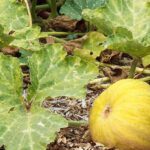 6 Native Squash Leaves Uses in Filipino Cuisine